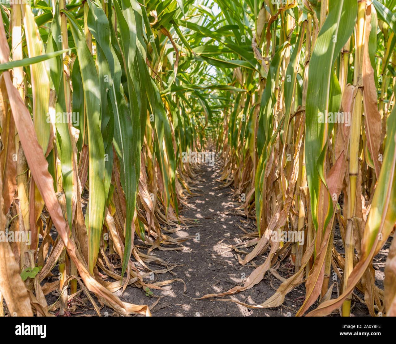 Looking down rows hi-res stock photography and images - Alamy Looking down rows hi-res stock photography and images - Alamy